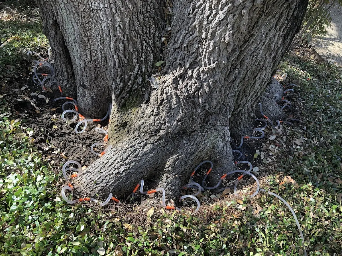 Detailed Tree Cabling and Bracing job site in Greentown