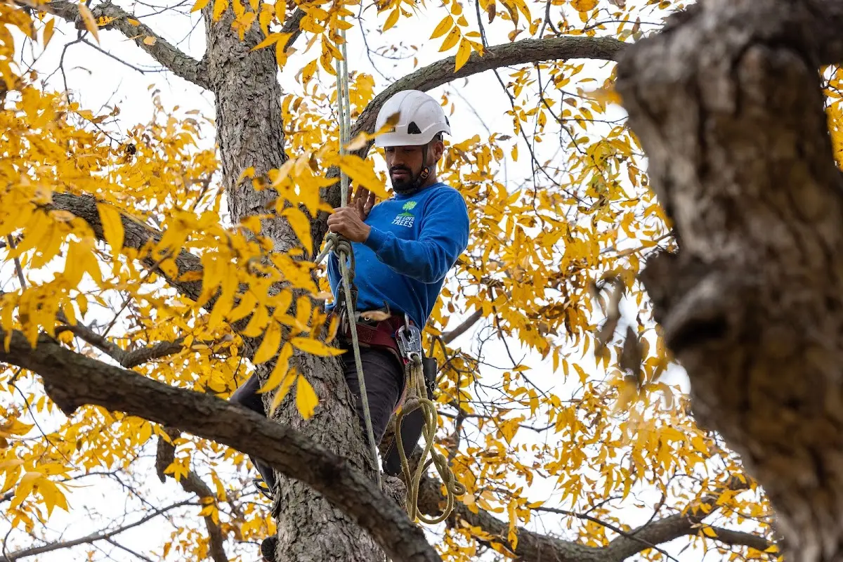 Skilled Tree Trimming crew working in Greentown