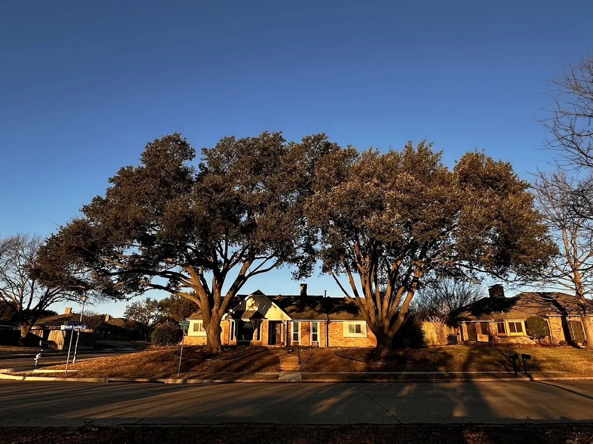 Established residential canopy tree shading a home in Greentown
